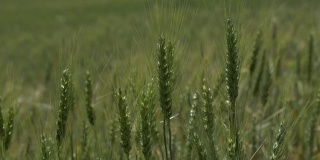 麦田里的小麦正在成熟