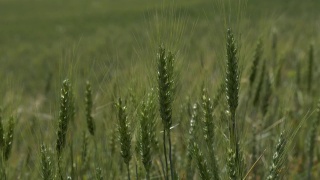 麦田里的小麦正在成熟视频素材模板下载