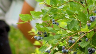 手从蓝莓树采摘成熟的蓝莓视频素材模板下载