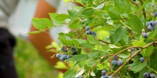 手从蓝莓树采摘成熟的蓝莓
