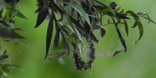 白柳(Salix alba)盛开