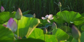 莲花(莲属椰子)