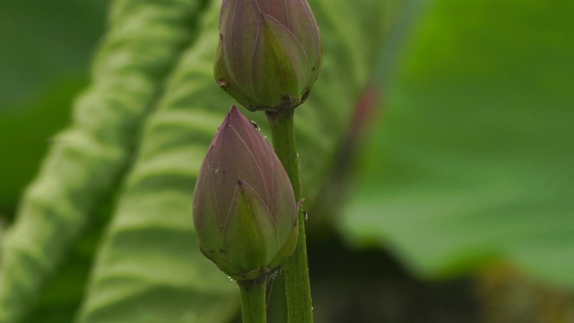 莲花(莲属椰子)