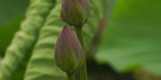 莲花(莲属椰子)