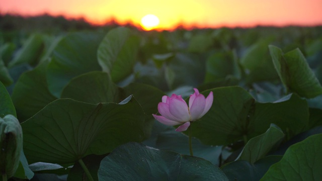 莲花(莲属椰子)