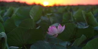 莲花(莲属椰子)