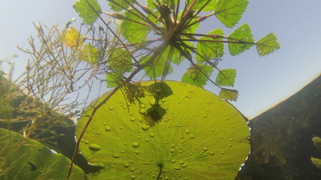 莲花(莲属椰子)