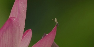 莲花(莲属椰子)