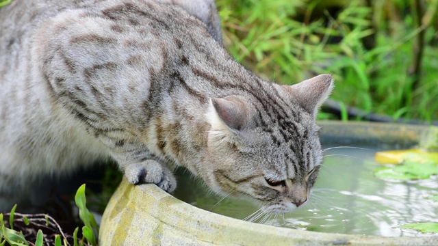 慢镜头，可爱的虎斑猫，美丽的黄眼睛，在绿色花园的莲花泥盆喝水