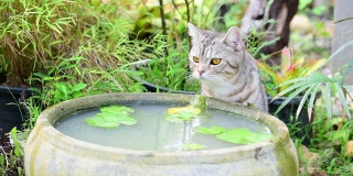 可爱的虎斑猫，有着美丽的黄眼睛，在绿色花园的莲花陶土盆喝水
