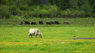 中国四川省四姑娘山国家公园长平沟或长平谷的白牦牛及其牛群草地视频素材模板下载