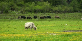中国四川省四姑娘山国家公园长平沟或长平谷的白牦牛及其牛群草地