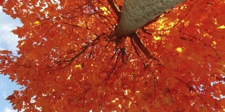 低角度拍摄的红枫树