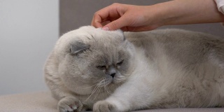 女性的手抚摸可爱的苏格兰折叠猫，关心和爱的宠物特写