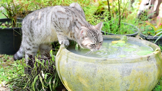 可爱的虎斑猫，有着美丽的黄眼睛，在绿色花园的莲花陶土盆喝水