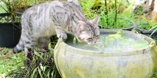 可爱的虎斑猫，有着美丽的黄眼睛，在绿色花园的莲花陶土盆喝水