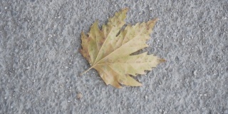 在旧水泥路上干燥的黄色枫叶的特写。秋天的主题，单片干燥的枫叶。