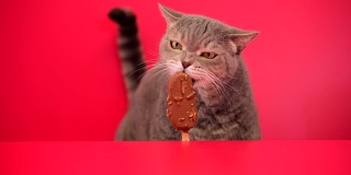 大眼睛顽皮肥胖的猫舔着红色背景上的巧克力杏仁棒冰淇淋。英国种类的毛猫。