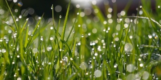 模糊的草背景与水滴，轻春天