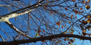 一棵秋天的树，用落叶映衬着蔚蓝的天空