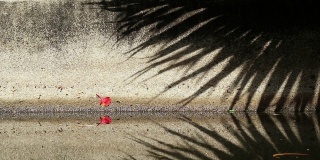 美丽的扇形棕榈叶在运河墙上和水面上的影子