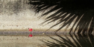 美丽的扇形棕榈叶在运河墙上和水面上的影子