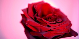 凋谢的红玫瑰旋转特写背景。美丽的暗红玫瑰特写。爱的象征。