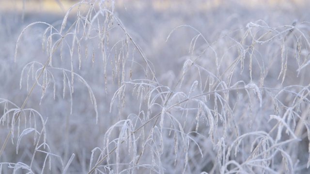 秋天的印象-美丽的白霜覆盖的草在一个寒冷的秋天的早晨-相机的平底锅