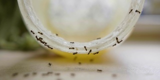 夏天蚂蚁在厨房里吃罐子里的蜂蜜