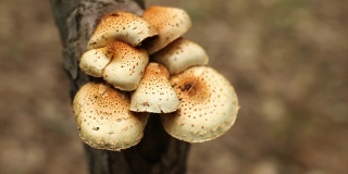 森林-美国东北部-树上的蘑菇