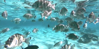 太平洋热带蓝色泻湖中的鱼和蝠鲼。浅滩鱼在水下浮潜的观点。野生动物热带概念-水下景观