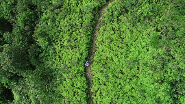 鸟瞰图的妇女徒步旅行者徒步热带森林