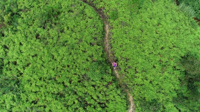 鸟瞰图的女子超级马拉松运动员跑在热带森林