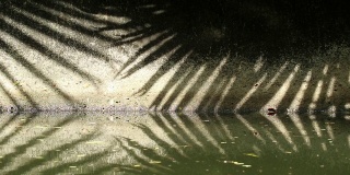 自然的模式。摘要扇棕榈叶在运河壁上和水面上的影子