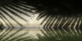 自然的模式。摘要扇棕榈叶在运河壁上和水面上的影子