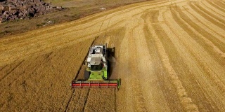 鸟瞰图联合收割机在日落时收集小麦。收获谷田，收获季节。