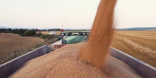 将谷物装载到卡车拖车的联合收割机。小麦收获后，将谷物倒入拖拉机拖车中。