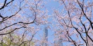 樱花在樱花树枝上盛开，樱花花瓣在微风中落下，如雨点般的蓝天和上海地标背景，美丽的风景，4K电影，慢镜头。