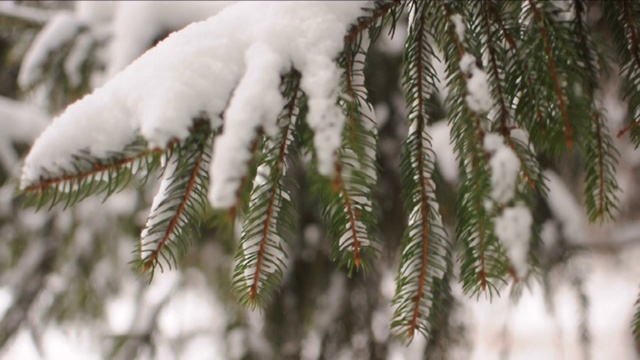 雪花落在冷杉树枝上。雪从森林里的松树树枝上落下