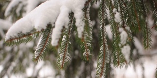 雪花落在冷杉树枝上。雪从森林里的松树树枝上落下