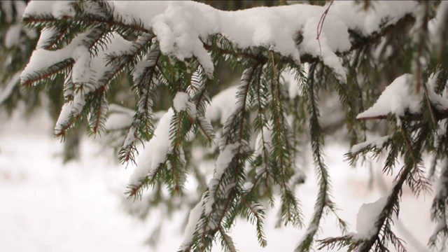 雪花落在冷杉树枝上。雪从森林里的松树树枝上落下