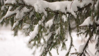 雪花落在冷杉树枝上。雪从森林里的松树树枝上落下视频素材模板下载