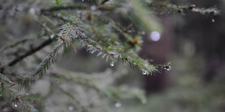 近距离的冷杉树与雨滴在森林。视频软聚焦针叶树