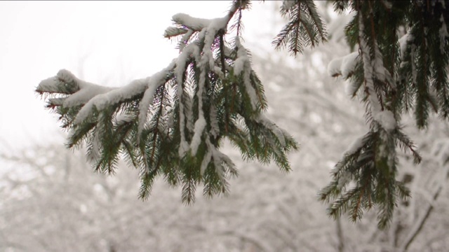 雪花落在冷杉树枝上。雪从森林里的松树树枝上落下