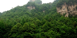 生长在山上岩层上的茂密的常绿森林