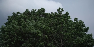 大雨来临前，外面有夏天的暴雨。大风在森林里吹绿了树枝。外面有戏剧性的雷雨。