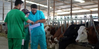 兽医小组检查母牛进入牲棚。