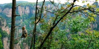 野生滑稽猴子坐在树枝上的公园在一个背景的山