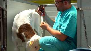 快乐兽医给小牛注射视频素材模板下载