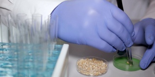 食品质量实验室的实验室助理。转基因小麦的实验室研究。医生正在进行一项改变麦苗基因组的实验。创造一种转基因植物。